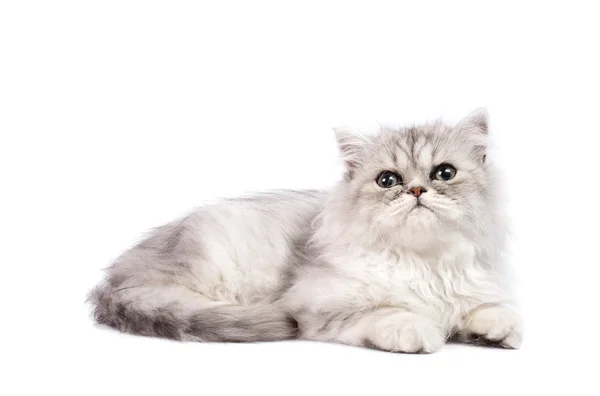 Persian kitten — Stock Photo, Image