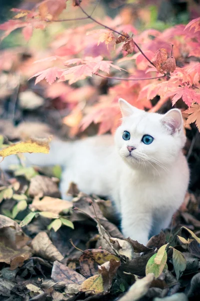 Осень и котенок — стоковое фото