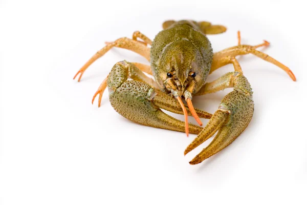 Raw crawfish — Stock Photo, Image