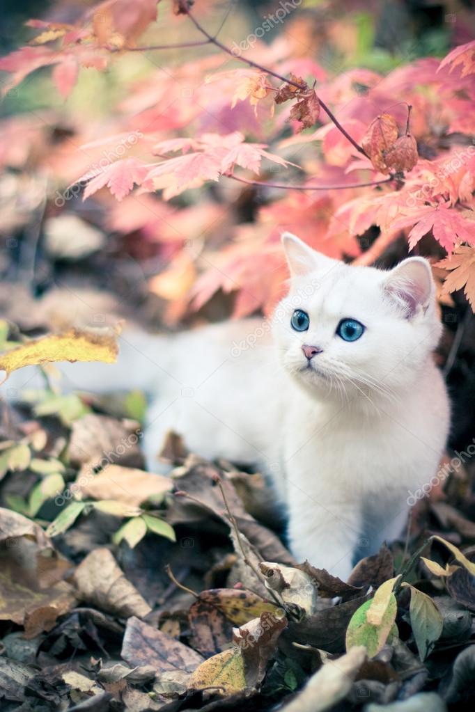 Automne Chaton Image Libre De Droit Par Photo Deamles C