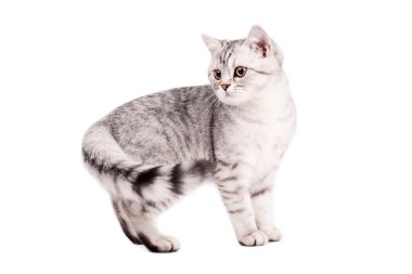 İngiliz shorthaired kedi
