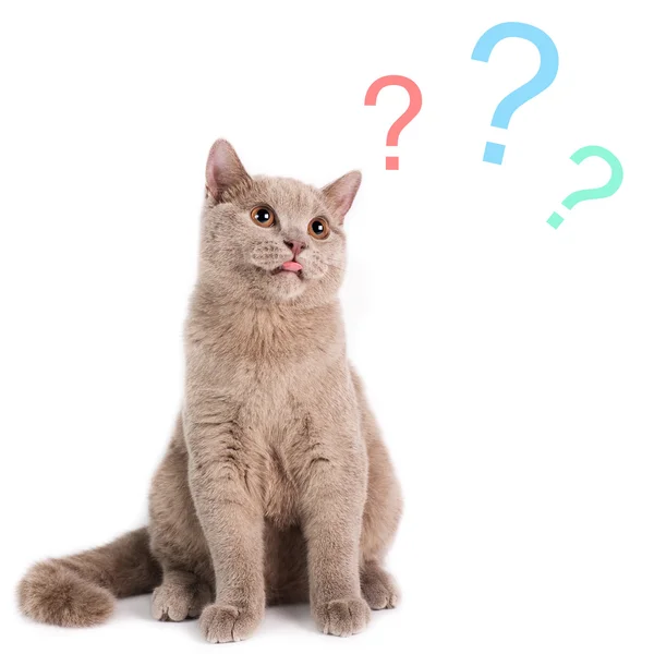 Thinking cat Stock Photos, Royalty Free Thinking cat Images | Depositphotos