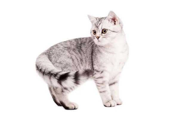 Britânico shorthaired gato — Fotografia de Stock