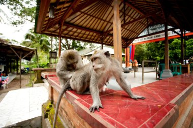 ubud bali Endonezya kutsal maymun ormanındaki maymunlar.