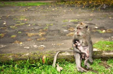 monkey family clipart