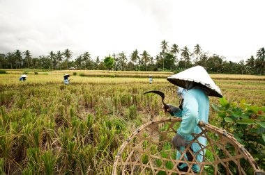 Bali - 3 Ocak: Balili kadın çiftçilerin pirinç eller tarafından bitki.
