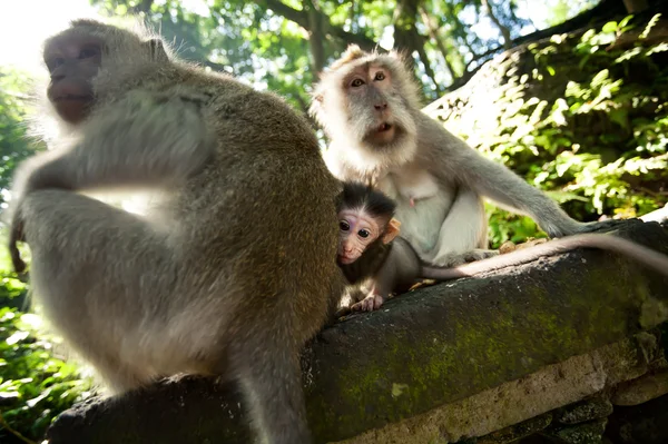 Macaque family — Stock Photo, Image