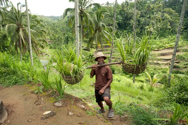 BALI- DECEMBER 29: Balinese farmer on a background of rice terra — Stock Photo, Image