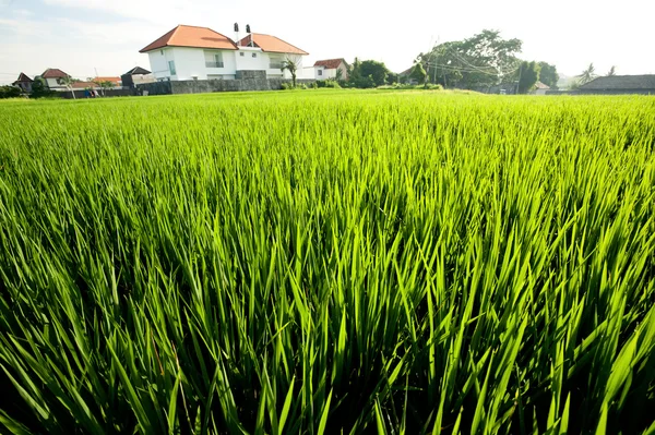 Non rice Stock Photos, Royalty Free Non rice Images | Depositphotos®