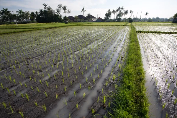 Campo de arroz — Foto de Stock