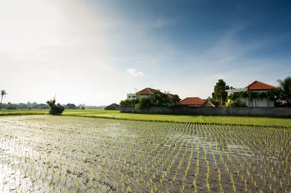 Campo de arroz — Foto de Stock