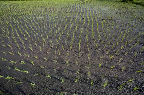 Non rice Stock Photos, Royalty Free Non rice Images | Depositphotos®