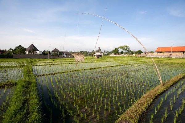 Rice field — Stock Photo, Image