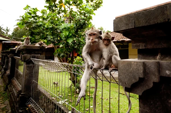 Família de macacos, mãe com bebê, sentada em uma cerca, em Sacred M — Fotografia de Stock