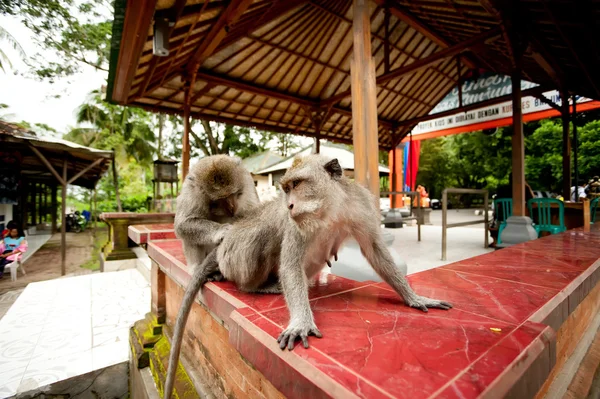 Apen in heilig monkey forest in ubud bali Indonesië. — Stockfoto