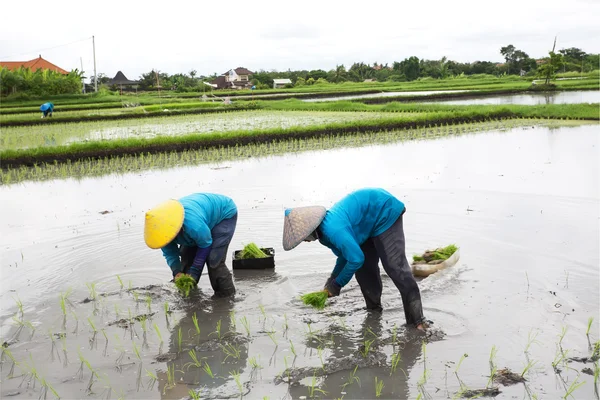 Bali - 3 januari: Balinese vrouwelijke landbouwers rijst aanplant door handen — Stockfoto