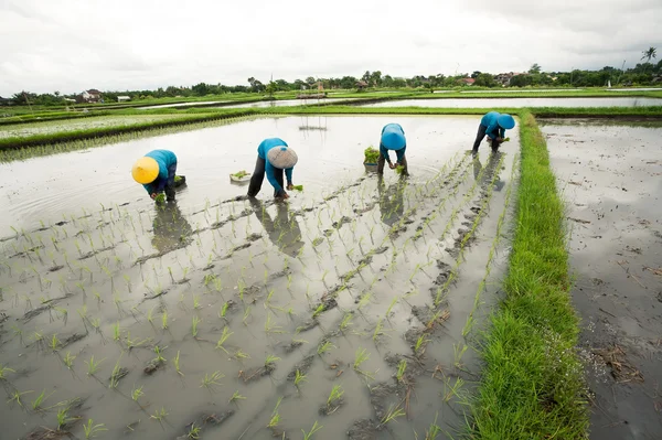 Balinese vrouwelijke landbouwers rijst aanplant door handen. — Stockfoto