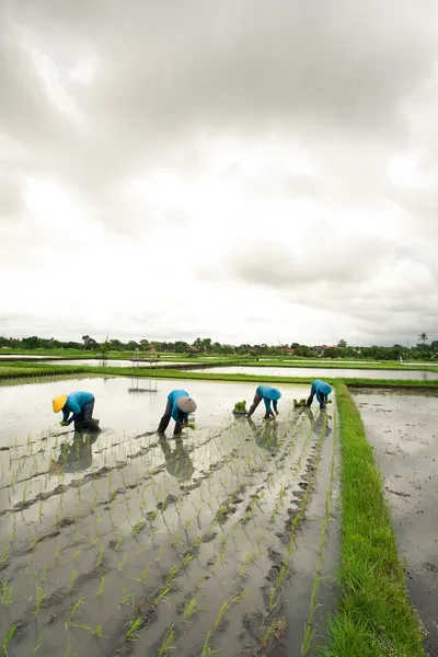 Посадка риса — стоковое фото