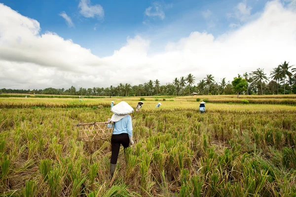 Harvesting rice — Stock Photo, Image