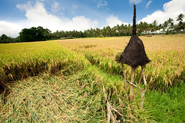 Campo di riso — Foto Stock