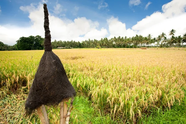 Campo di riso — Foto Stock