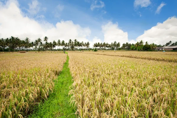 Campo di riso — Foto Stock