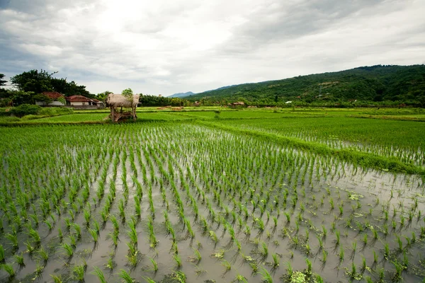 Campo de arroz — Foto de Stock