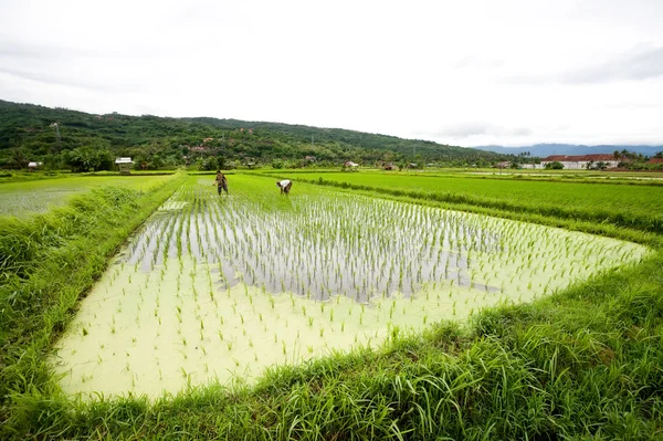 BALI - ENERO 3: Las agricultoras balinesas plantan arroz a mano — Foto de Stock