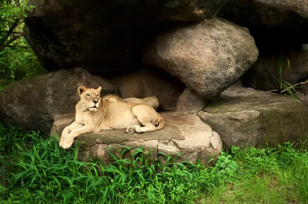 Lionne et lion au repos — Photo