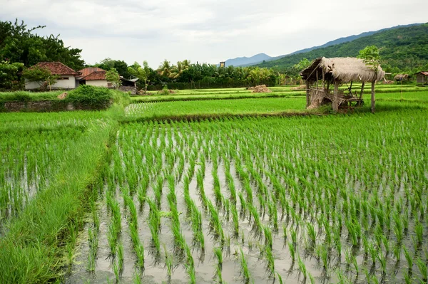 Risfält. Bali, Indonesien Stockbild