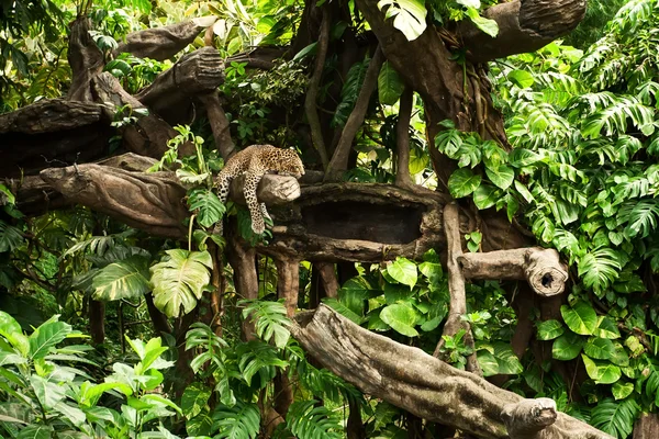 Hermoso leopardo descansando en una rama de árbol en el zoológico balinés . Imagen de archivo