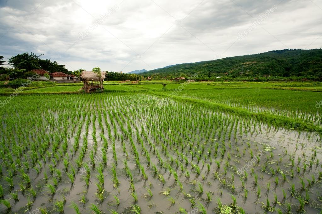 Rice field