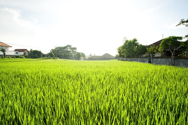 Campo de arroz. Bali, Indonesia — Foto de Stock