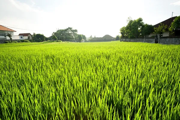 Un champ de riz. Bali, Indonésie — Photo