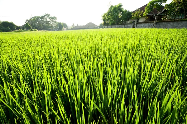Rice field. Bali, Indonesia — Stock Photo, Image