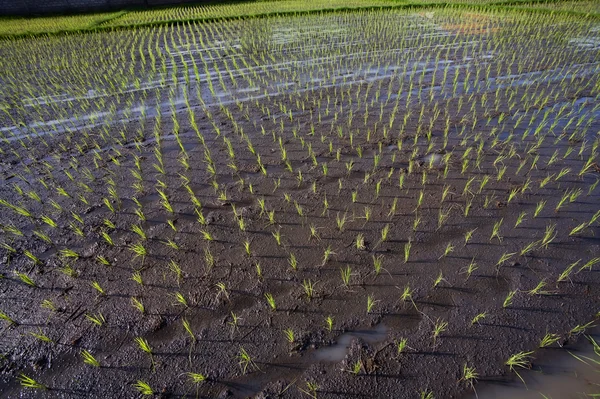 Reisfeld. bali, indonesien — Stockfoto