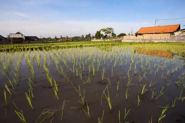 Campo de arroz. Bali, Indonesia — Foto de Stock