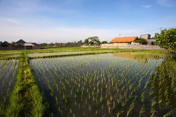 Campo de arroz. Bali, Indonesia — Foto de Stock