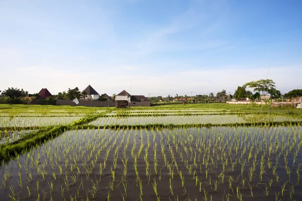 Pola ryżowe. Bali, Indonezja — Zdjęcie stockowe