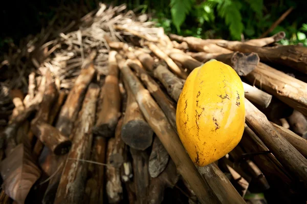 Kakao pod (theobroma cacao) från bali, selektiv inriktning. Royaltyfria Stockbilder