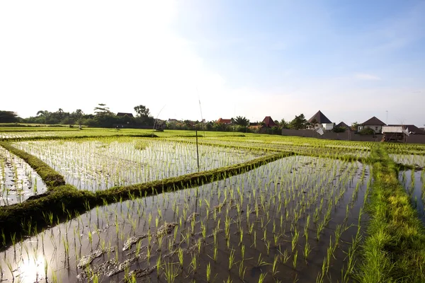 Risfält. Bali, Indonesien Royaltyfria Stockfoton