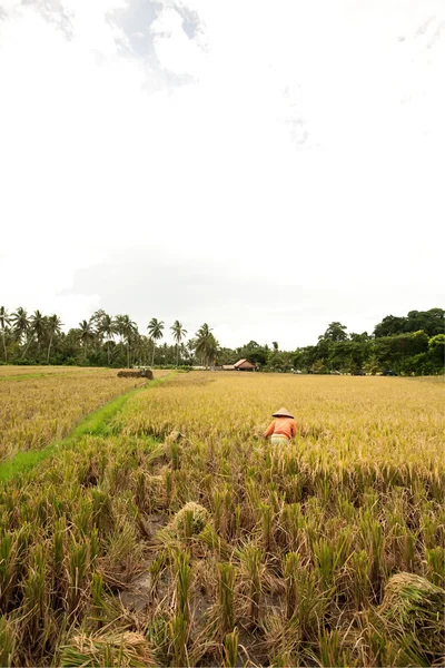 女工收割水稻. — 图库照片