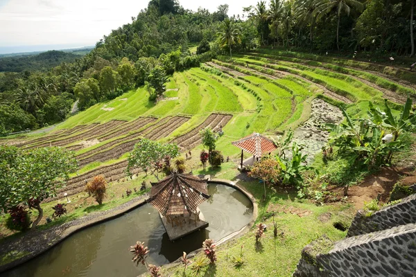 Terrazas de arroz verde. Bali, Indonesia . — Foto de Stock