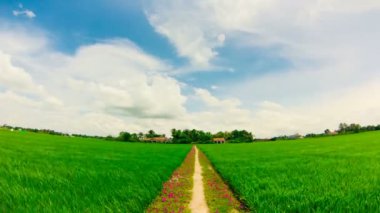 Eve bir çiftçinin ortasında pirinç alan patika.