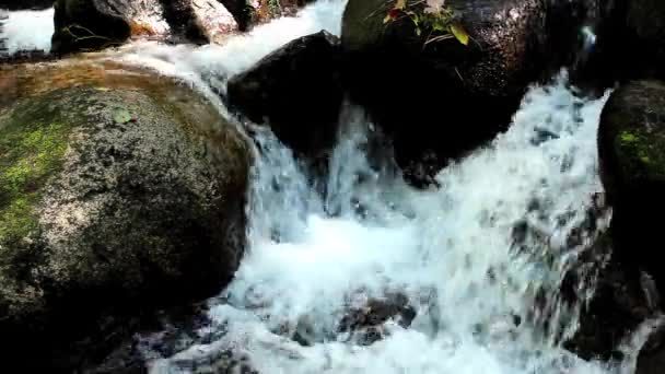 Mountain stream in the forest — Stock Video