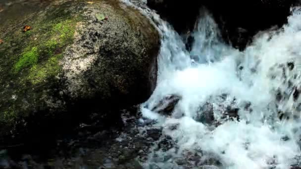 Arroyo de montaña en el bosque — Vídeos de Stock