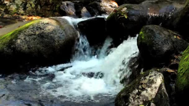 Mountain stream in the forest — Stock Video