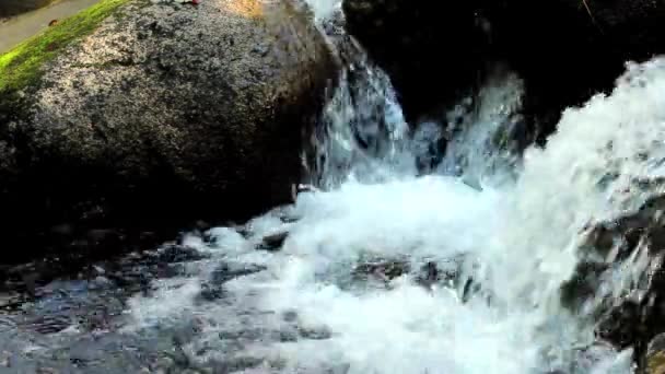 Córrego de montanha na floresta — Vídeo de Stock
