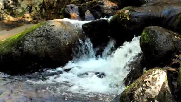 Mountain stream in the forest — Stock Video