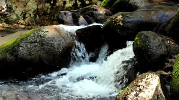 ruisseau de montagne dans la forêt